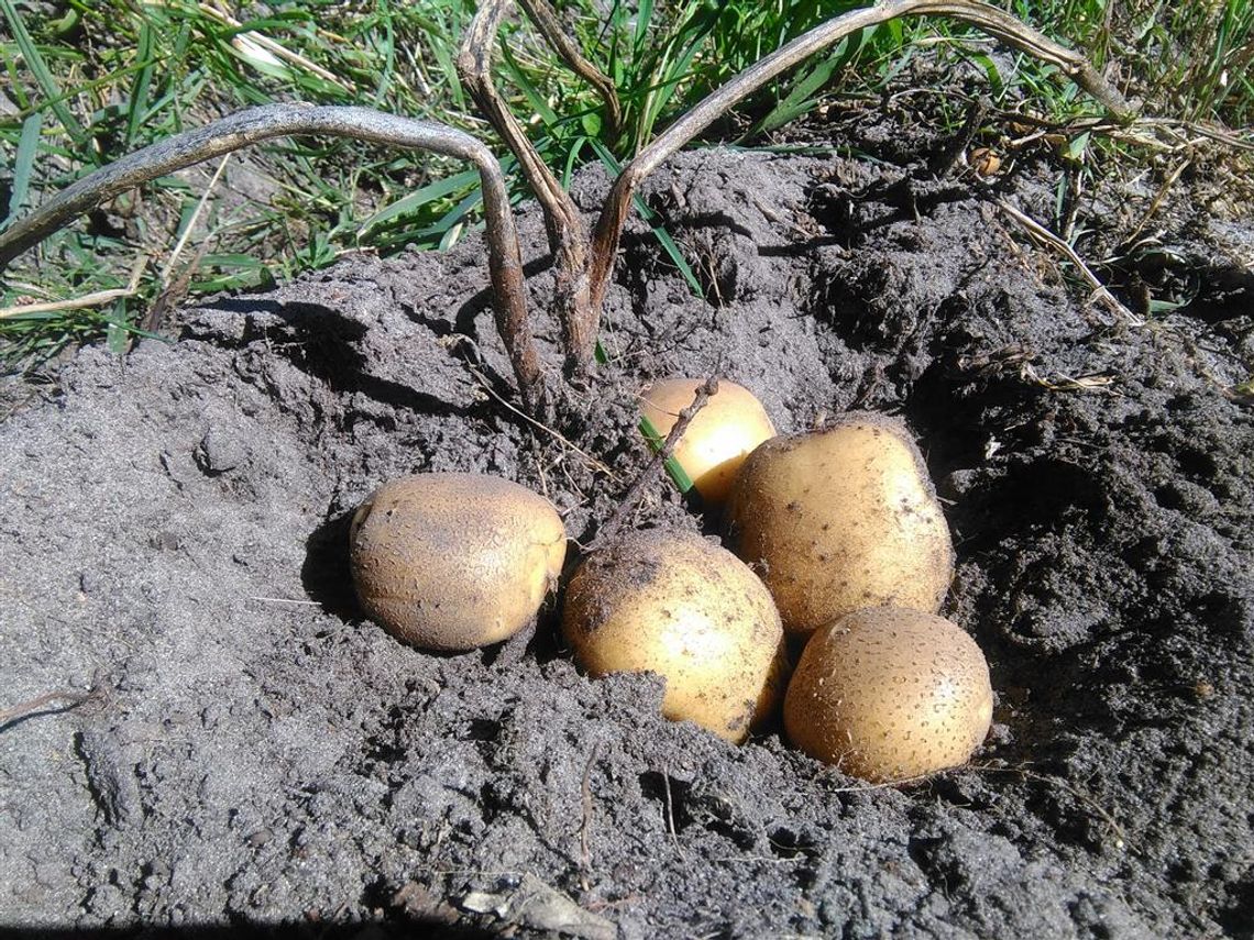 Tradycyjnie czy nowocześnie – w jakiej formie ziemniaki goszczą na polskich stołach? Tradycyjnie czy nowocześnie – w jakiej formie ziemniaki goszczą na polskich stołach?