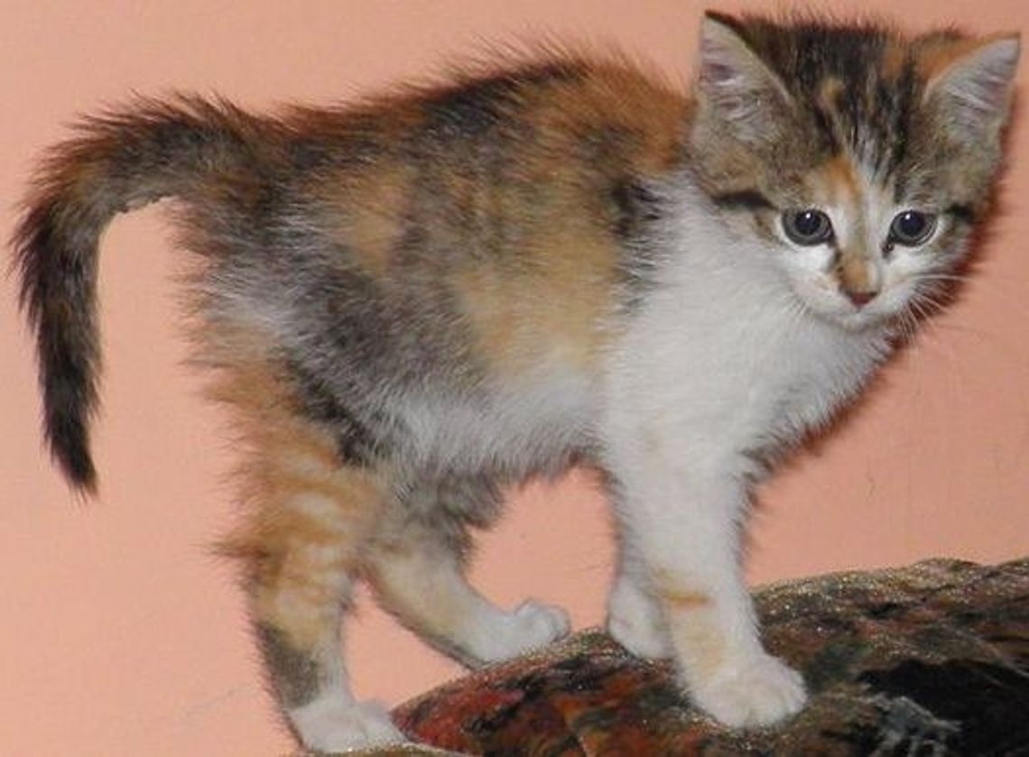 Trafił w dobre ręce Trafił w dobre ręce