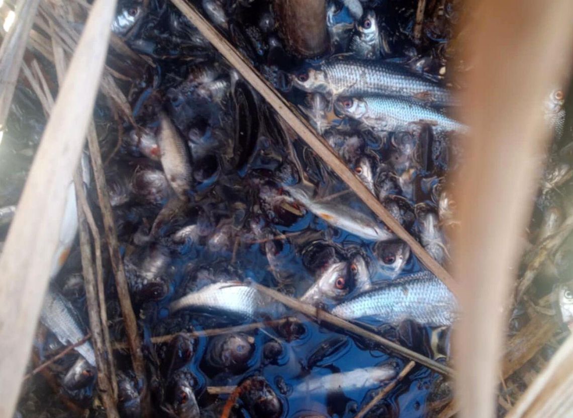 Tragedia w powiecie gryfińskim. Ryby zostały wytrute, czy rażone prądem?