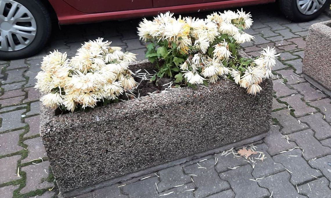 Trzeba posprzątać po Akcji Chryzantema Trzeba posprzątać po Akcji Chryzantema