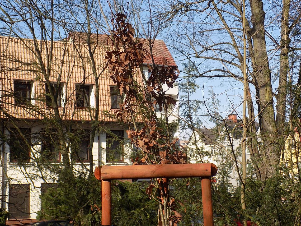 Trzeba to wyciąć – wskazują palcem gryfinianie Trzeba to wyciąć – wskazują palcem gryfinianie