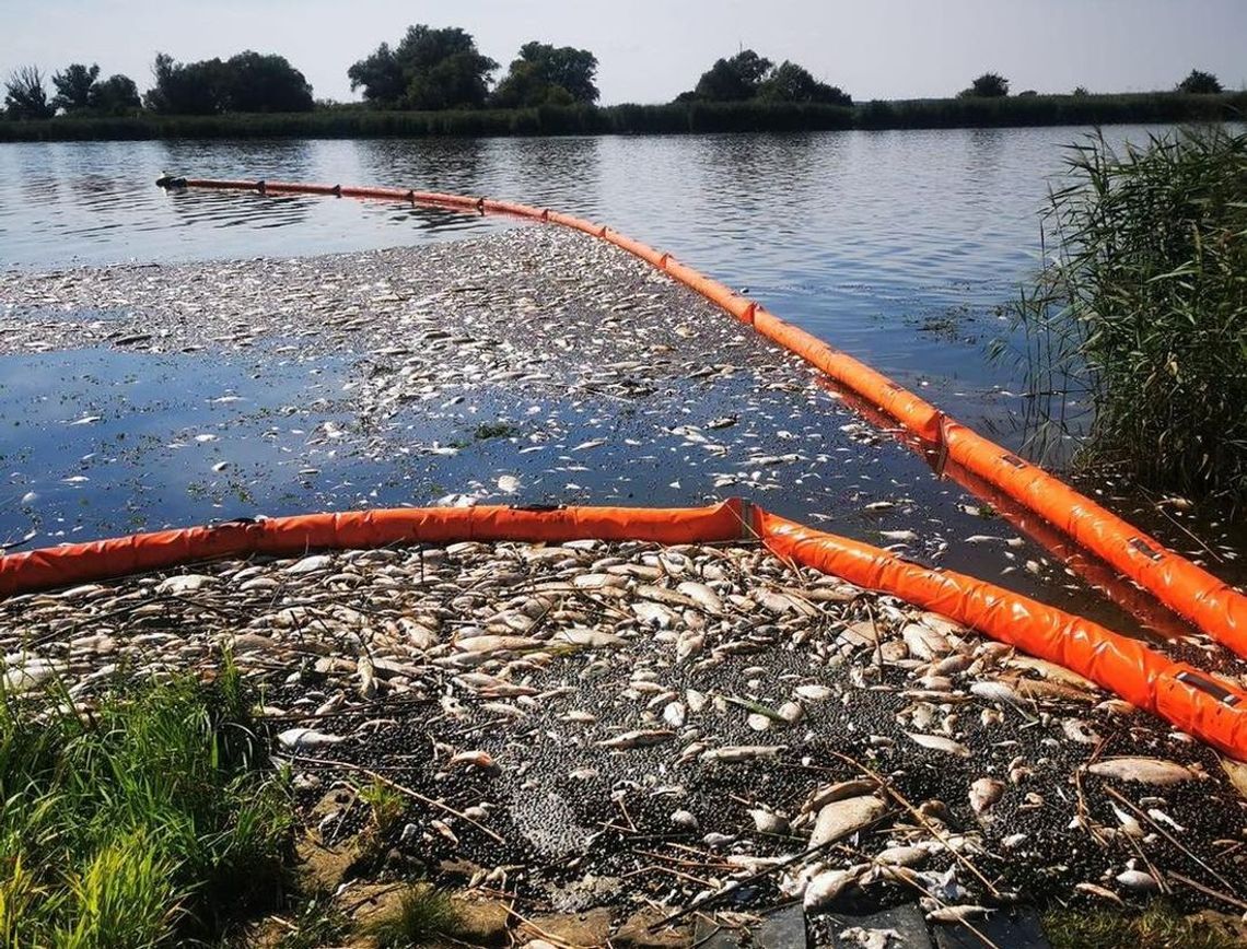 Trzy tony śniętych ryb wyłowiono do tej pory w Marwicach [ZDJĘCIA]