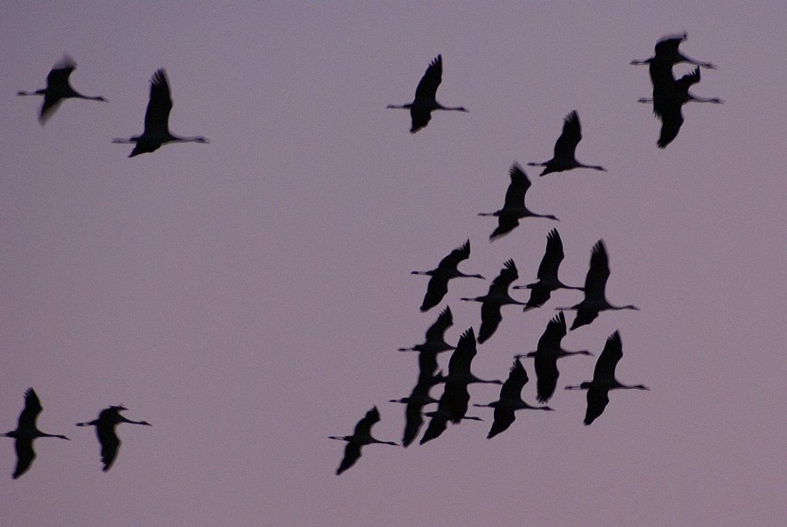 Tygodniem Żurawia będą promować zachodniopomorskie skarby natury Tygodniem Żurawia będą promować zachodniopomorskie skarby natury
