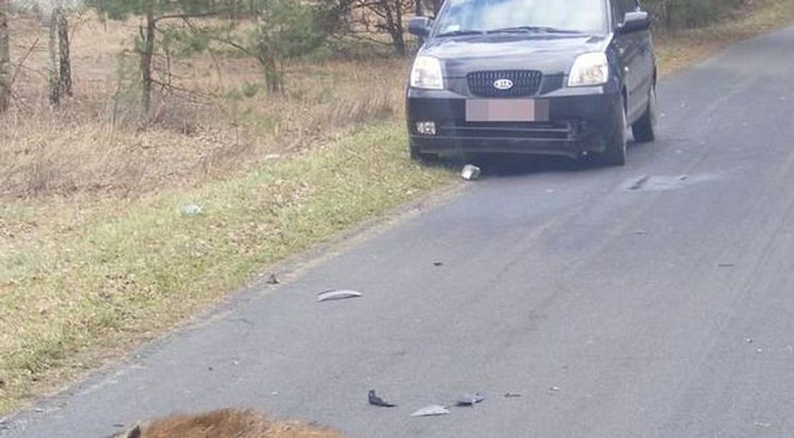 Uderzył w dzika Uderzył w dzika