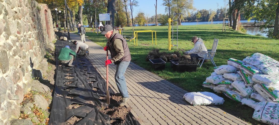 Upiększyli 400 sadzonkami róż spacerowy szlak wokół zabytkowych murów 