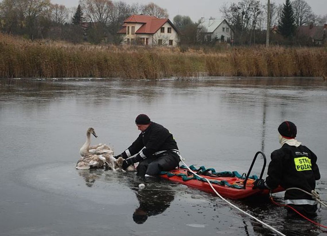 Uratowali przymarznięte łabędzie Uratowali przymarznięte łabędzie