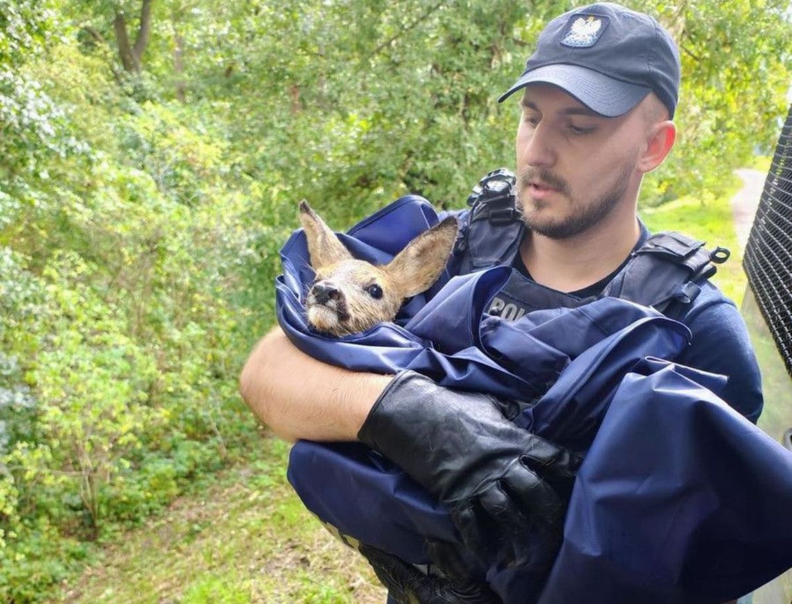 Uratowali sarenkę, bezradnie walczącą z prądem wzburzonej Odry [FILM]