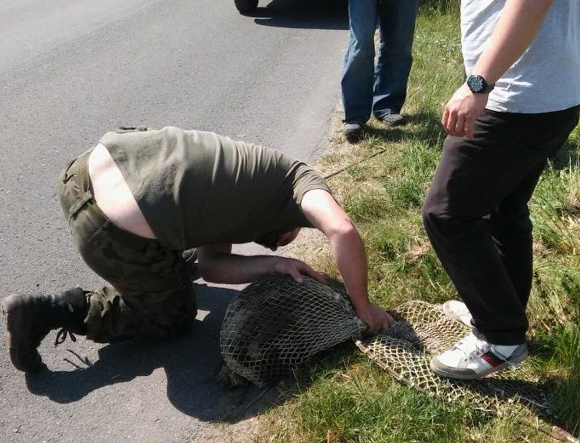 Urzędnicy rzucili się na ratunek borsukowi. Wszystko przez złodzieja Urzędnicy rzucili się na ratunek borsukowi. Wszystko przez złodzieja