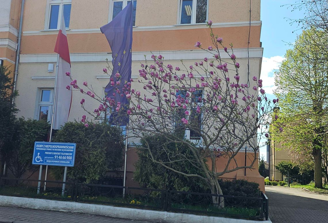 Urzędnicza lekcja hartu ducha. Magnolia, która nie boi się cienia