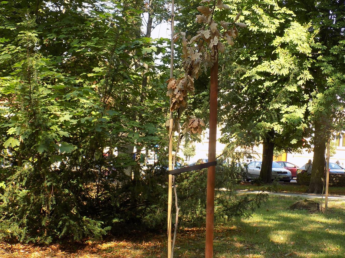 Usechł dąb posadzony przez burmistrza i radnych Usechł dąb posadzony przez burmistrza i radnych