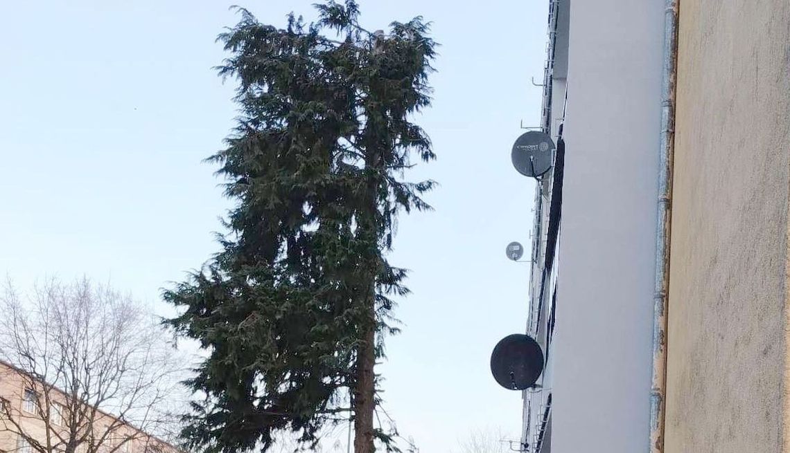 Usuną drzewo-żagiel? Usuną drzewo-żagiel?