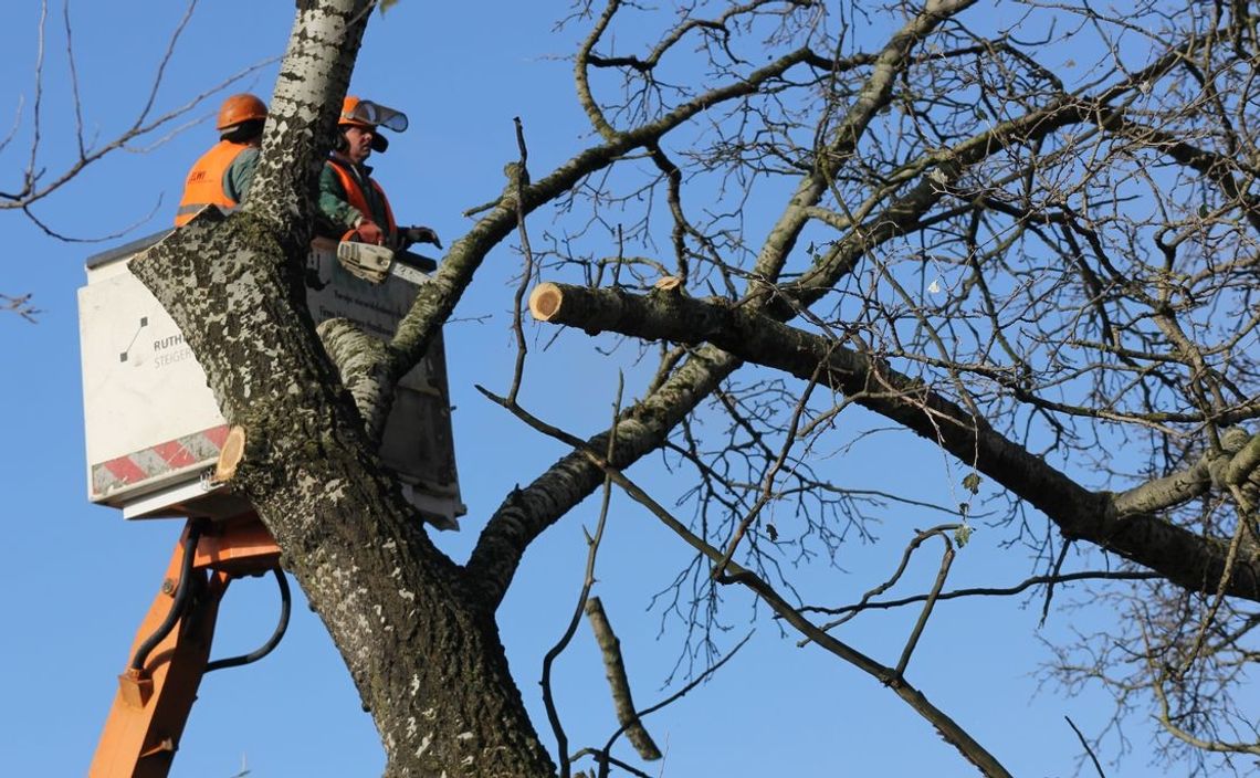Usunęli drzewo koło Intermarche Usunęli drzewo koło Intermarche