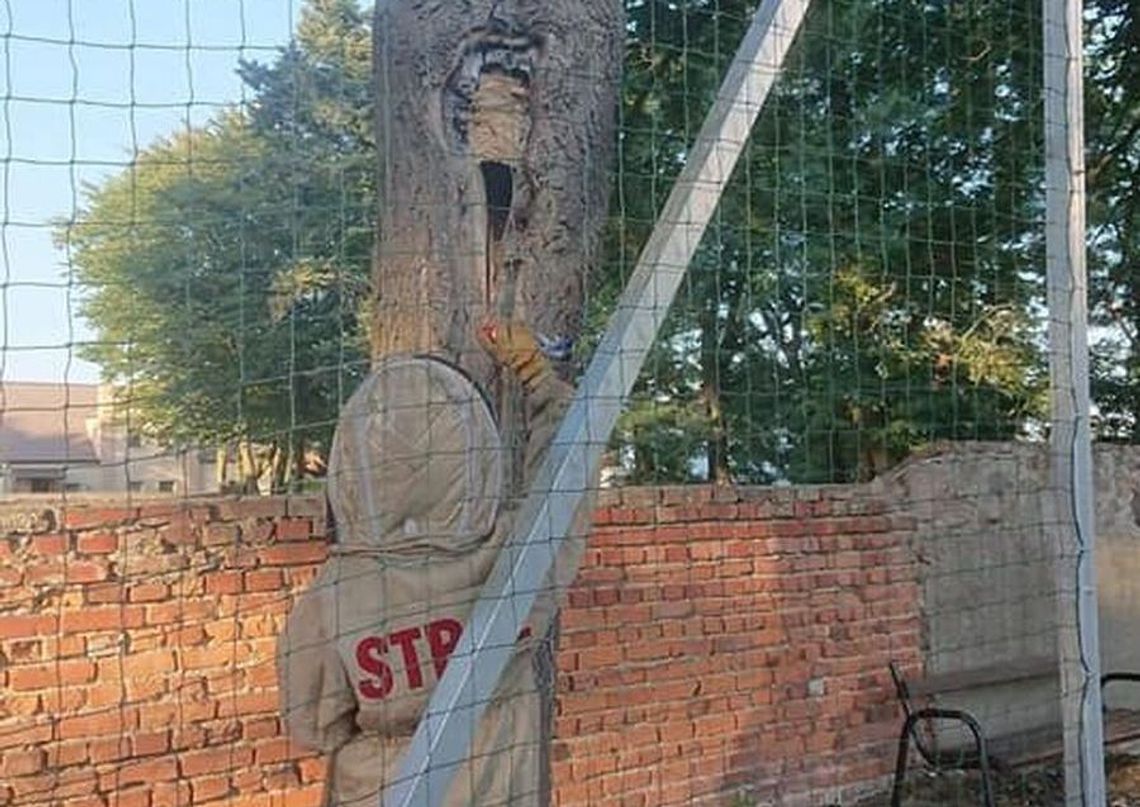 Usuwali gniazda szerszeni Usuwali gniazda szerszeni