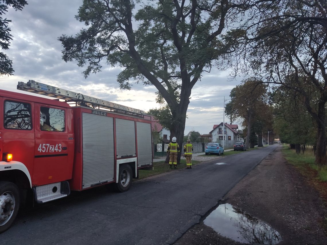 Usuwali gniazdo szerszeni