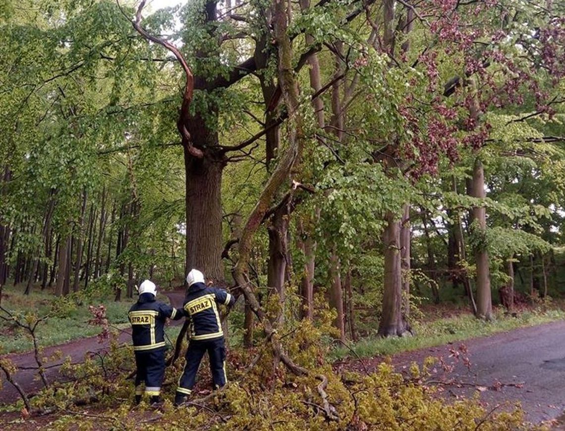 Usuwali konary zwisające nad drogą Usuwali konary zwisające nad drogą