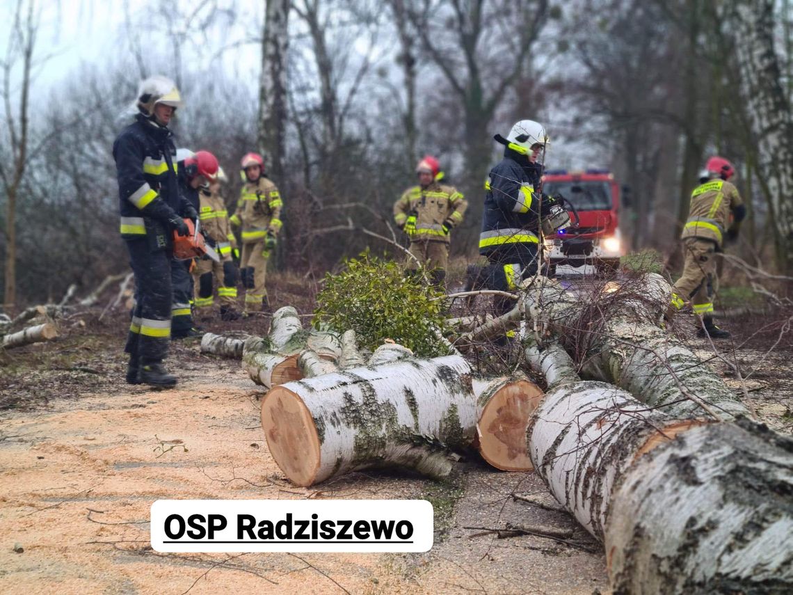 Usuwali pęknięte i pochylone drzewo