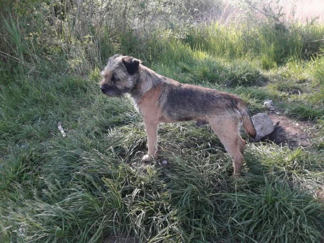 Uwaga Gryfino zaginął pies. Border terrier Frodo wymaga natychmiastowego podania leków i opieki