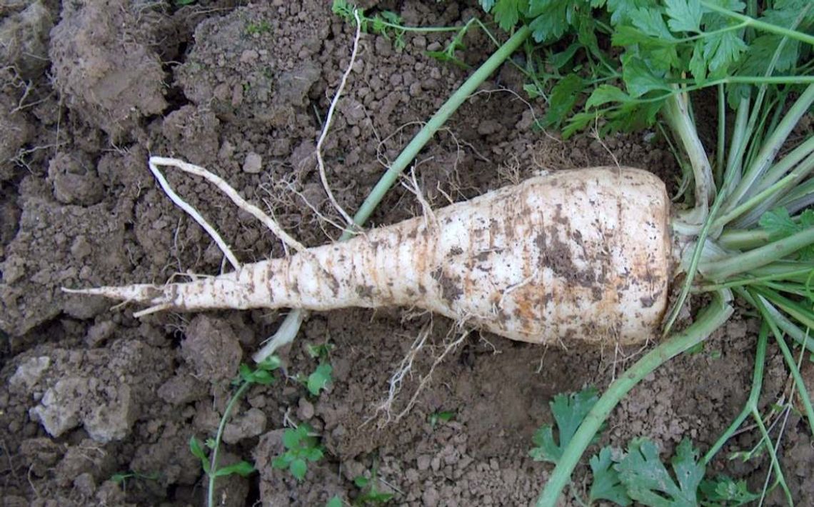 Uwaga na oszustwo na targowiskach. Pietruszka może nie być pietruszką [WIDEO]