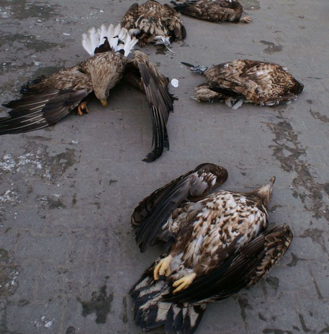 Uwaga na padłe dzikie ptaki. Ptasia grypa na terenie województwa