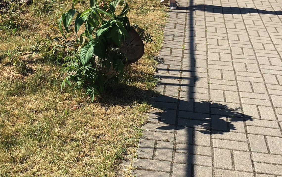 Uwaga na wystające korzenie! - ostrzega czytelnik Uwaga na wystające korzenie! - ostrzega czytelnik