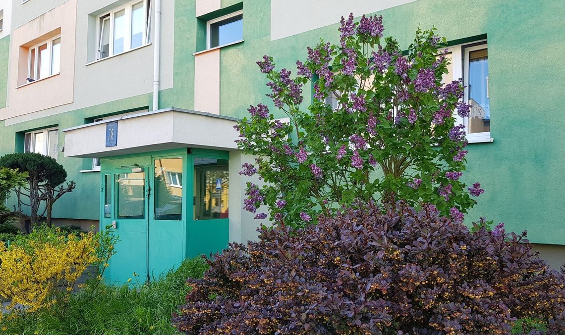 W Gryfinie kwitnie szybciej niż gdzie indziej W Gryfinie kwitnie szybciej niż gdzie indziej