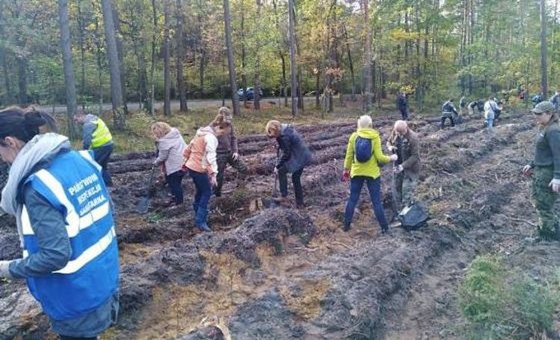 W jakim procencie zaawansowane jest sadzenie drzew? W jakim procencie zaawansowane jest sadzenie drzew?