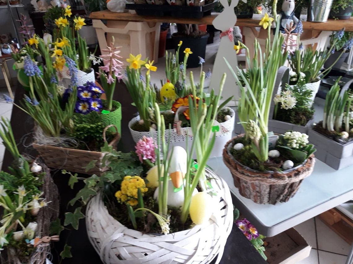 W kwiaciarni "Lawenda" kupisz żonkile i wielkanocne stroiki W kwiaciarni "Lawenda" kupisz żonkile i wielkanocne stroiki