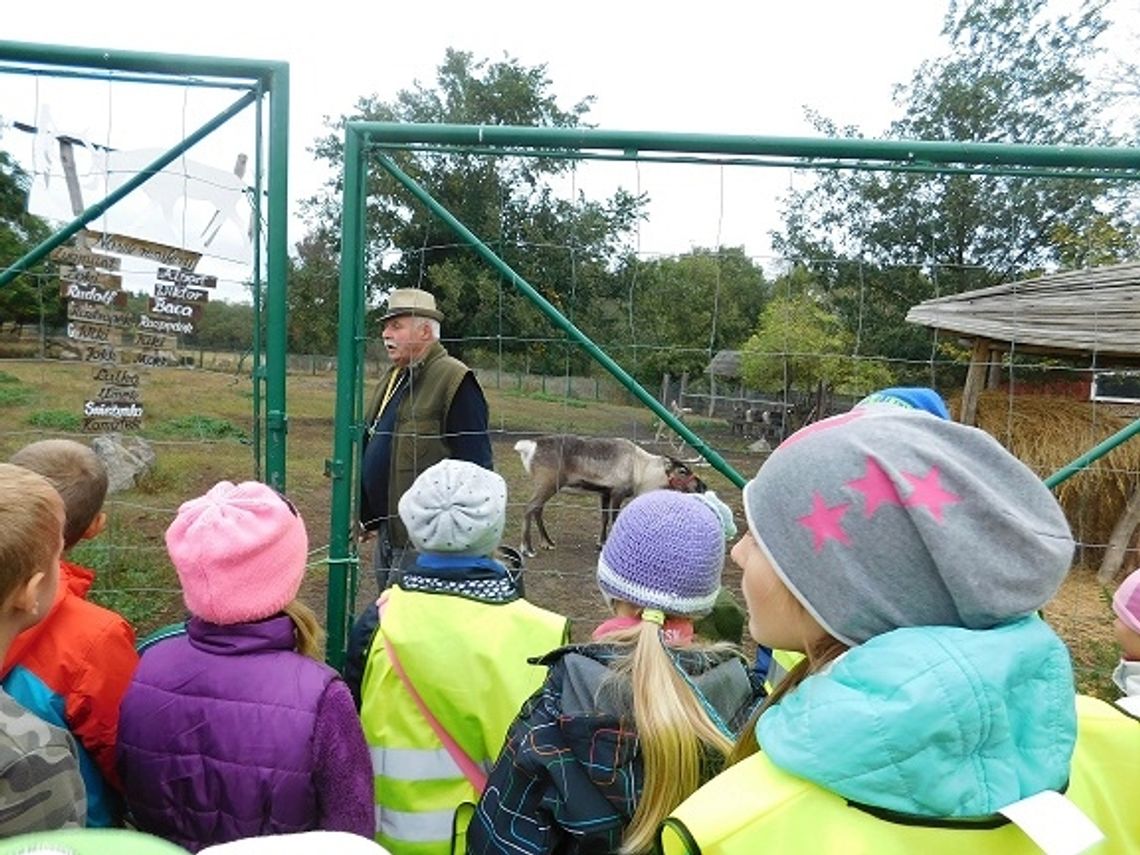 W lapońskiej wiosce renifery i… ziemniaki W lapońskiej wiosce renifery i… ziemniaki