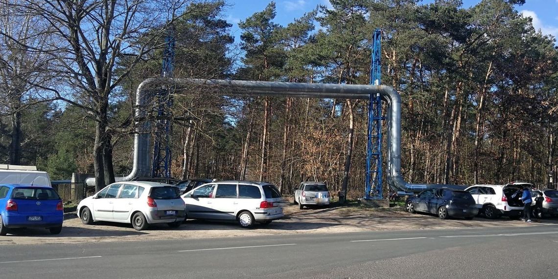 W lesie wielu spacerujących. Czy należy zamknąć Krzywy Las na czas epidemii koronawirusa?