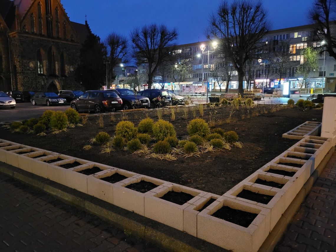 W największej gryfińskiej kuwecie posadzili rośliny. Przed przymrozkami