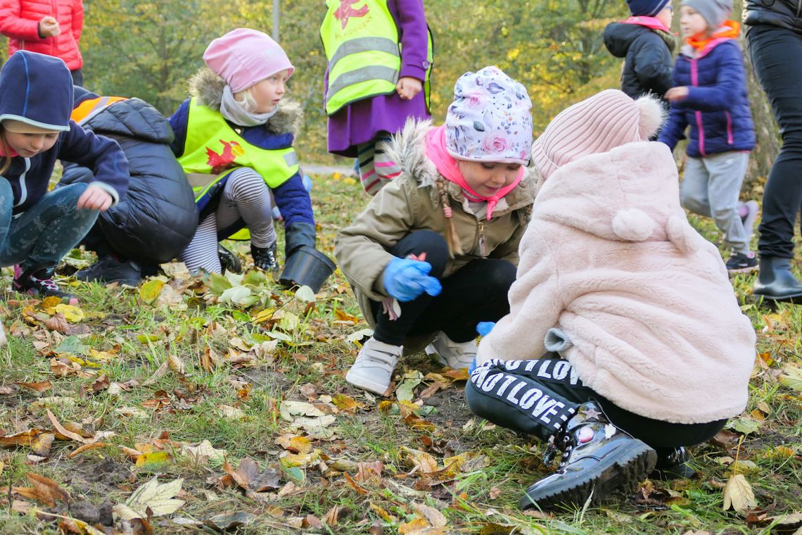 W parku posadzili 10 tysięcy krokusów 