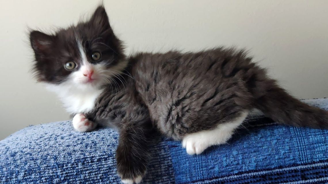 Przedstawiamy gryfińskie koty w dniu ich święta