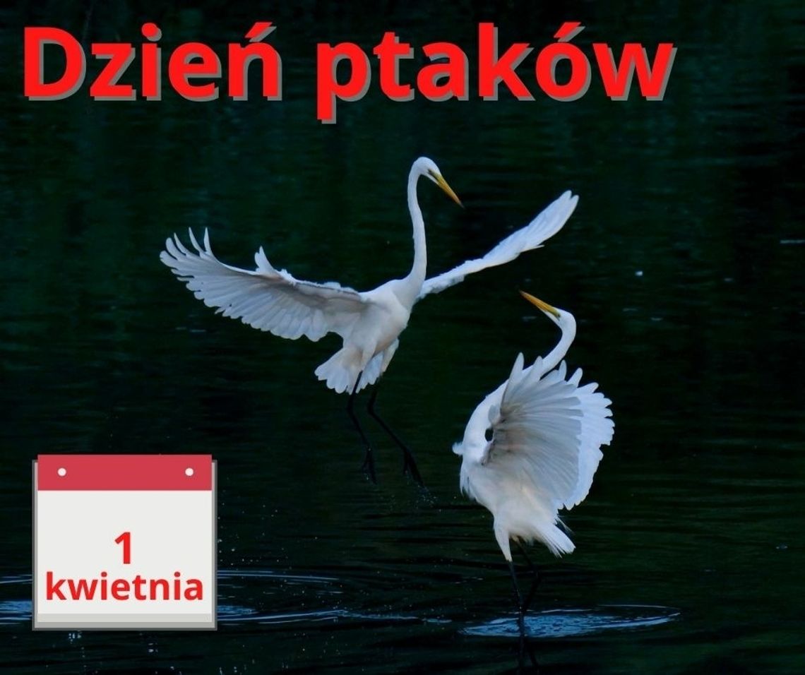 Warto zwrócić uwagę na te piękne pierzaste stworzenia Warto zwrócić uwagę na te piękne pierzaste stworzenia