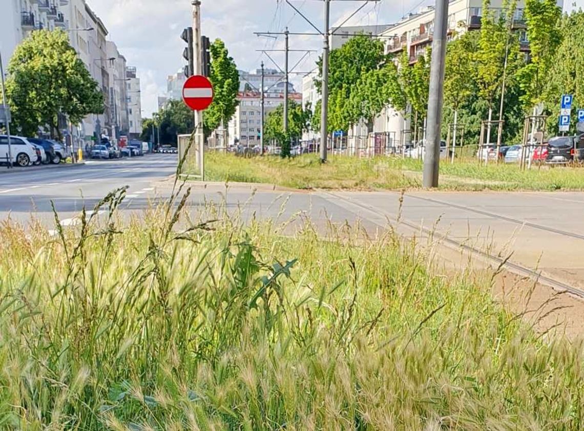 Trawnik z tą rośliną może być niebezpieczny dla psów