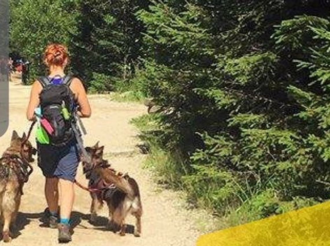 Weź udział w rajdzie na orientację z psem Weź udział w rajdzie na orientację z psem