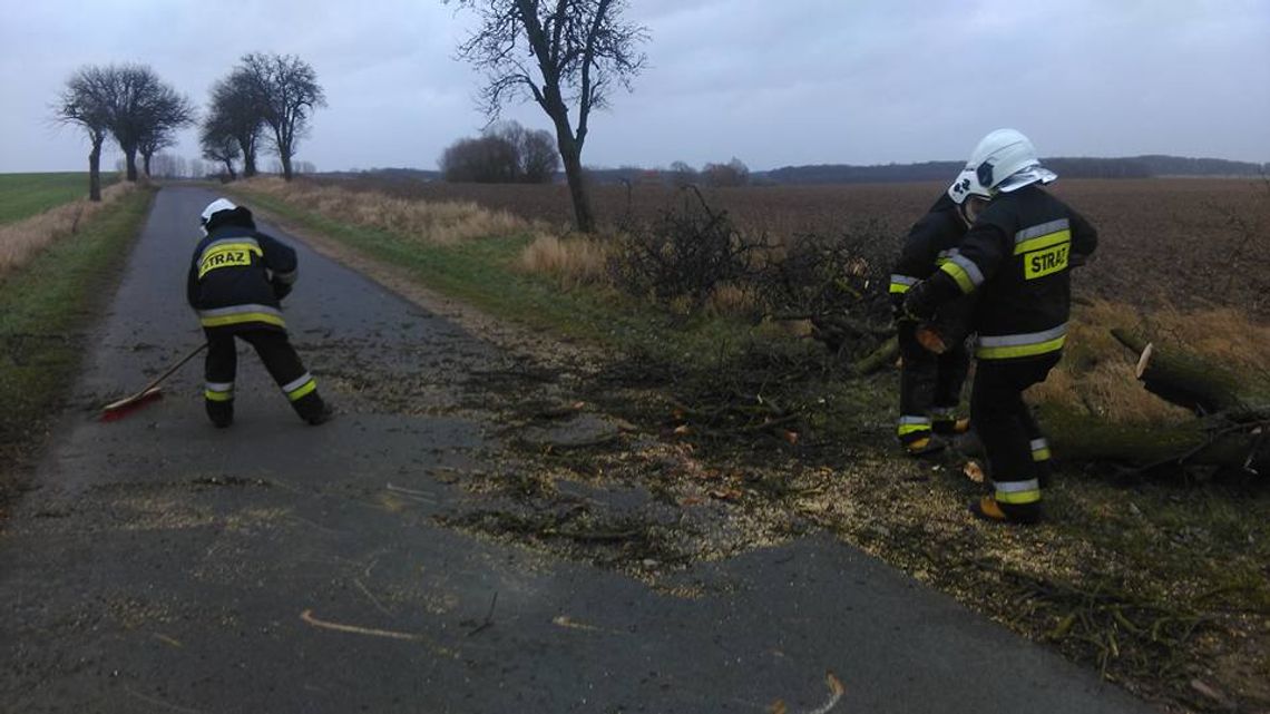 Wichura powala drzewa, zrywając przy tym linie telefoniczne