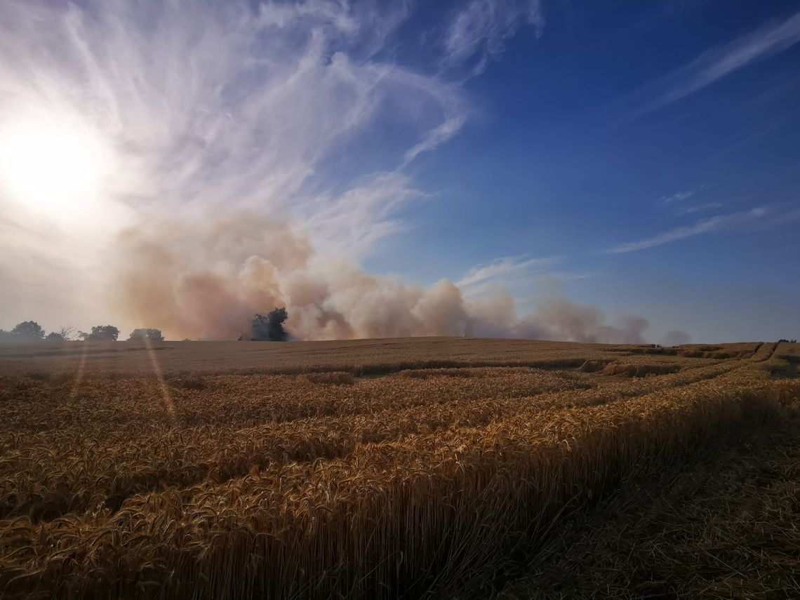 Wielki pożar zboża na polu [ZDJĘCIA]