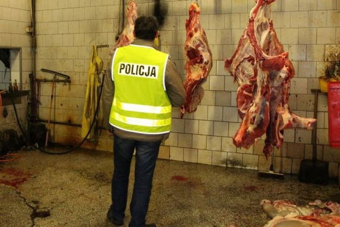 Więzienie za nielegalny ubój świni