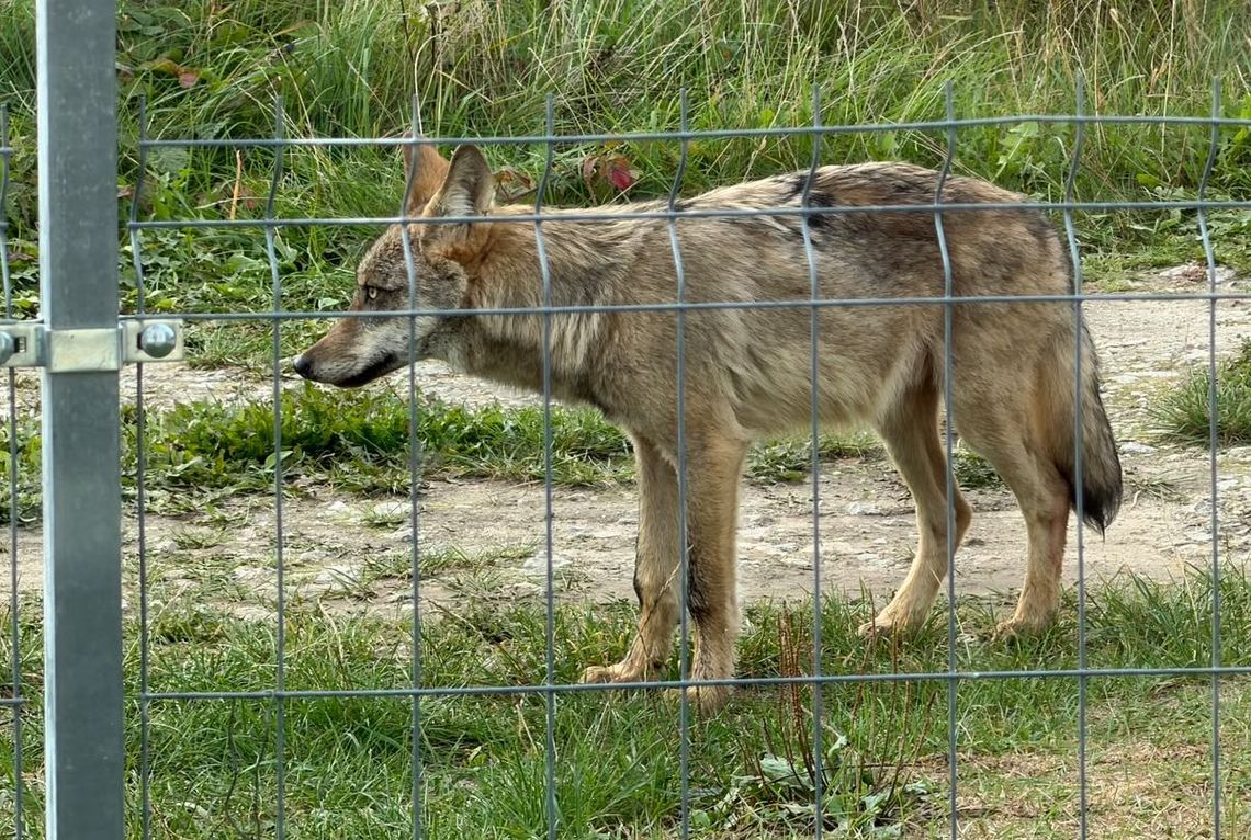 Wilk wciąż widziany w rejonie Górki Miłości. Czytelnik ostrzega mieszkańców Wilk wciąż widziany w rejonie Górki Miłości. Czytelnik ostrzega mieszkańców