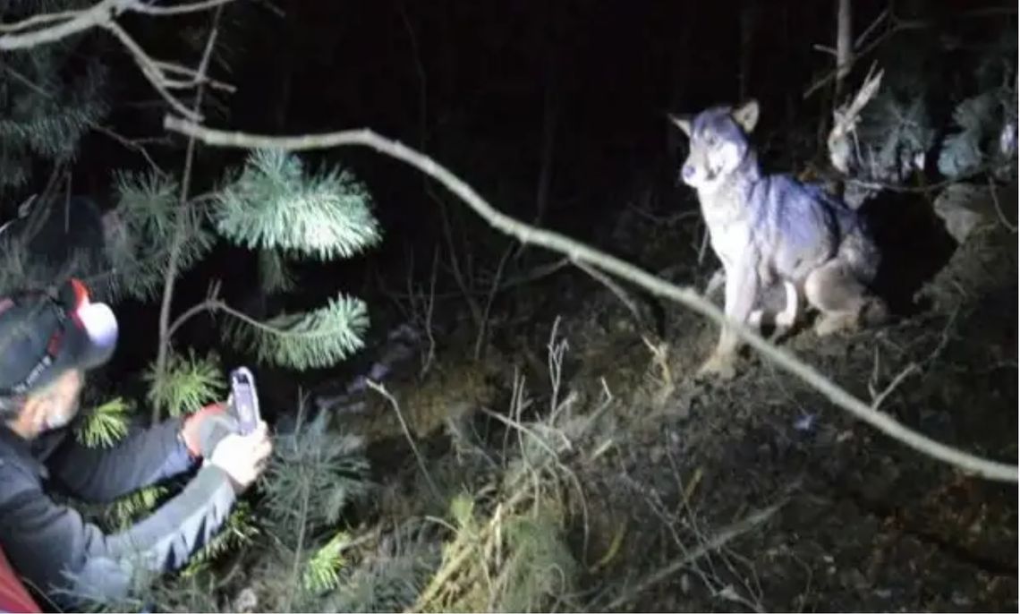Wilk zaatakował nas, kiedy spacerowałem z psem! – informuje mieszkaniec
