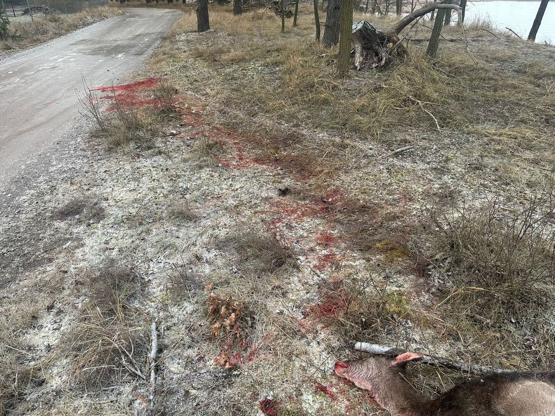 Wilk zaatakował niedaleko domów. Mieszkańcy alarmują: „Mamy wielki problem!"