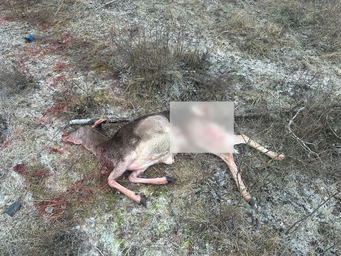 Wilk zaatakował niedaleko domów. Mieszkańcy alarmują: „Mamy wielki problem!"