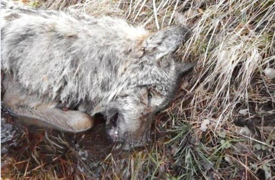 Wilk złapany we wnyki. Zginął w męczarniach Wilk złapany we wnyki. Zginął w męczarniach
