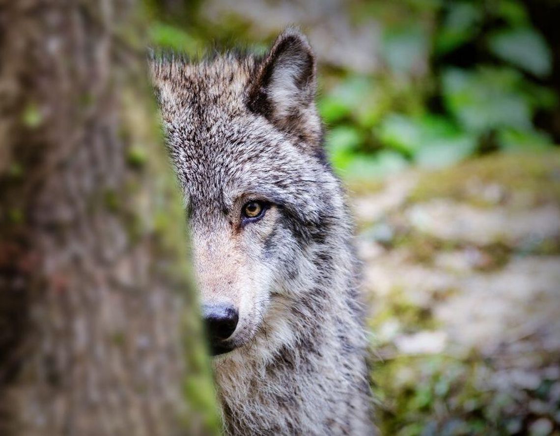 Wilki podchodzą pod same domy. Samorządy wydają pilne ostrzeżenia dla mieszkańców
