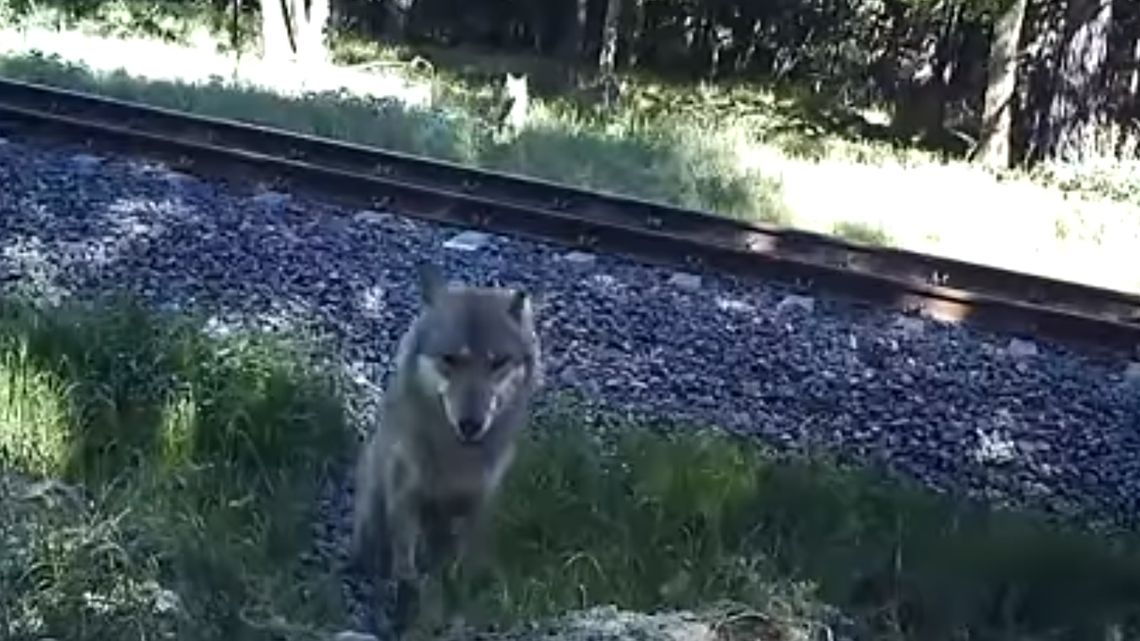 Wilki przechodzą przez tory kolejowe. Specjalne przejścia dla zwierząt