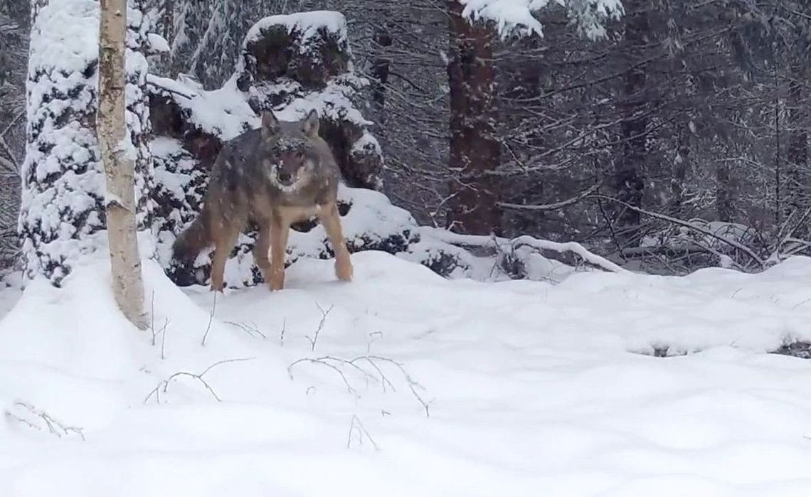 Wilki w powiecie gryfińskim. Między tropem na śniegu a medialnym mitem