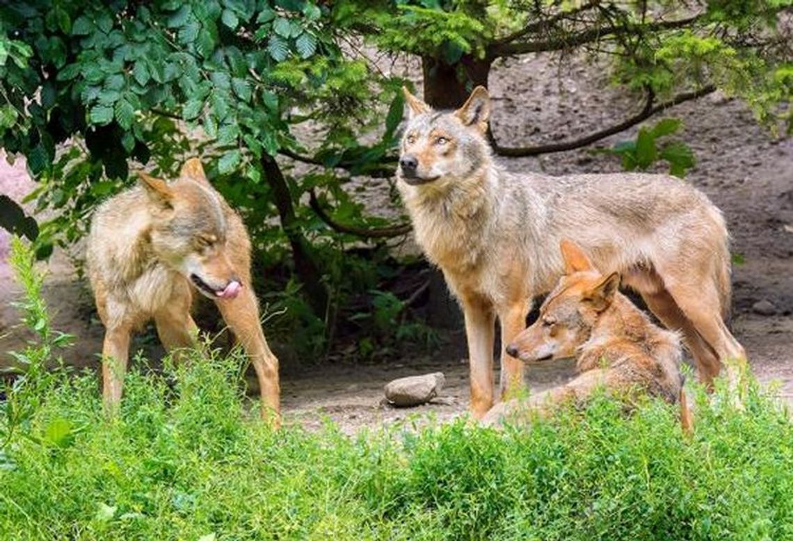 Wilki z Pomorza Zachodniego obierają kurs na Hamburg Wilki z Pomorza Zachodniego obierają kurs na Hamburg