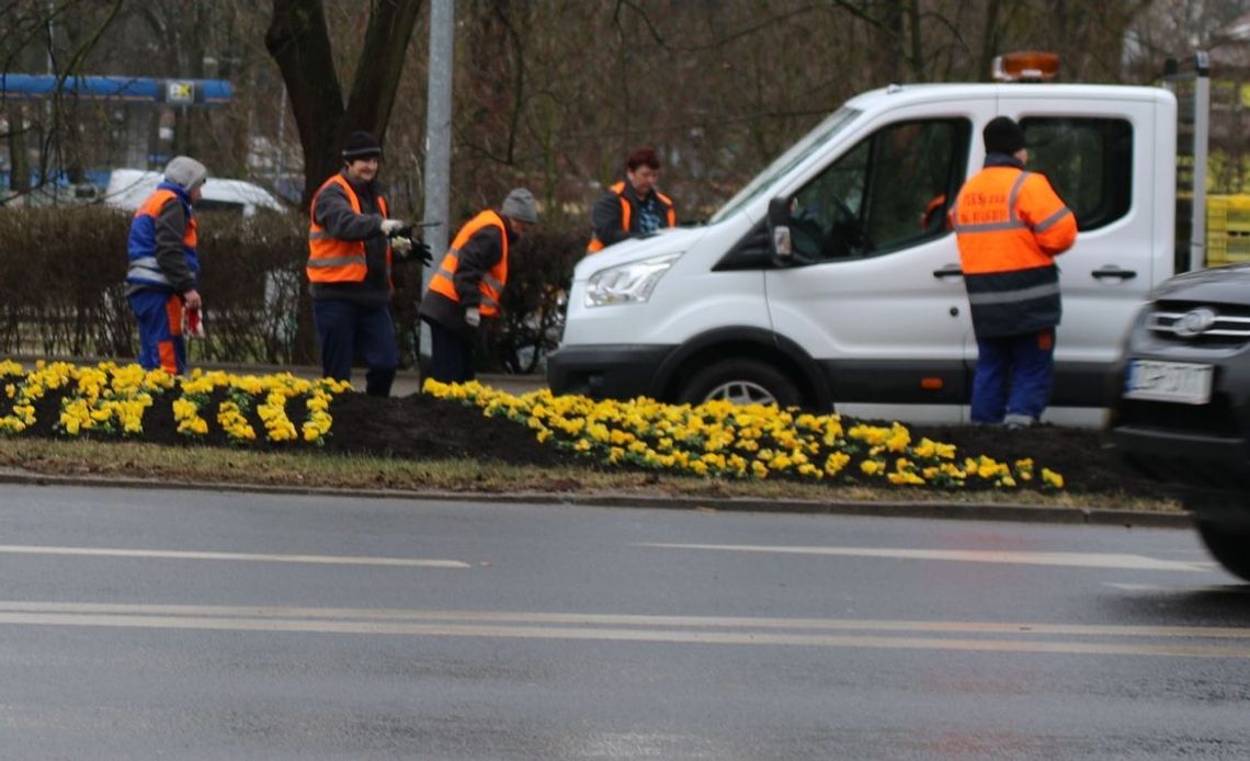 Wiosenne nasadzenia. Czy zdążą przed Wielkanocą?