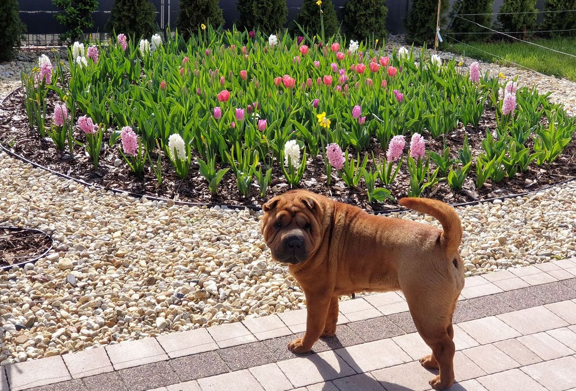 Wirtualny spacer po ogrodzie Iwony Gatkowskiej z Gryfina [FOTO, WIDEO]