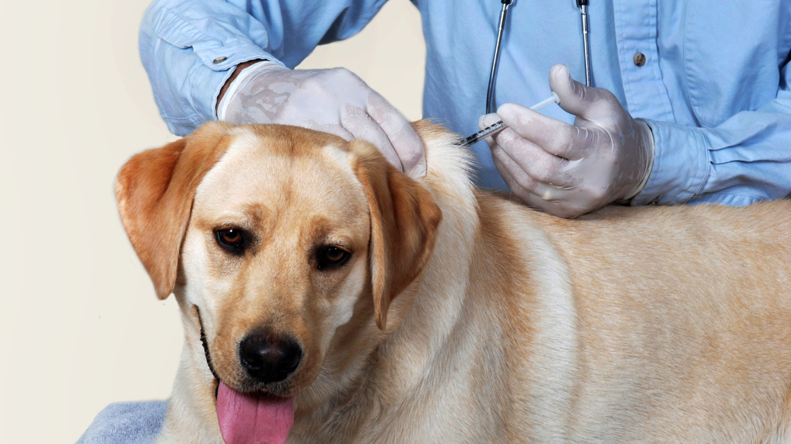 Policja kontroluje właścicieli psów. Sypią słone mandaty